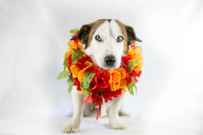 2026 Morgan Supersport Review: Classic Looks, Modern Thrills